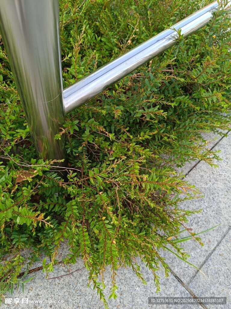 金属杆下的翠绿植物