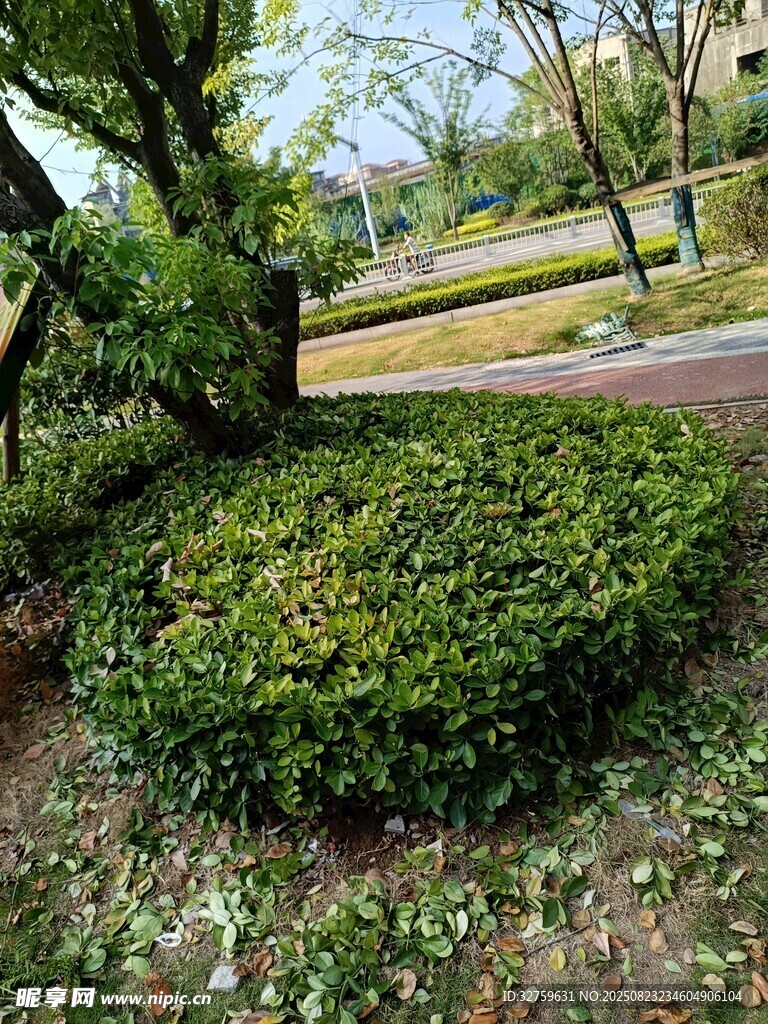 园林绿植景观一角