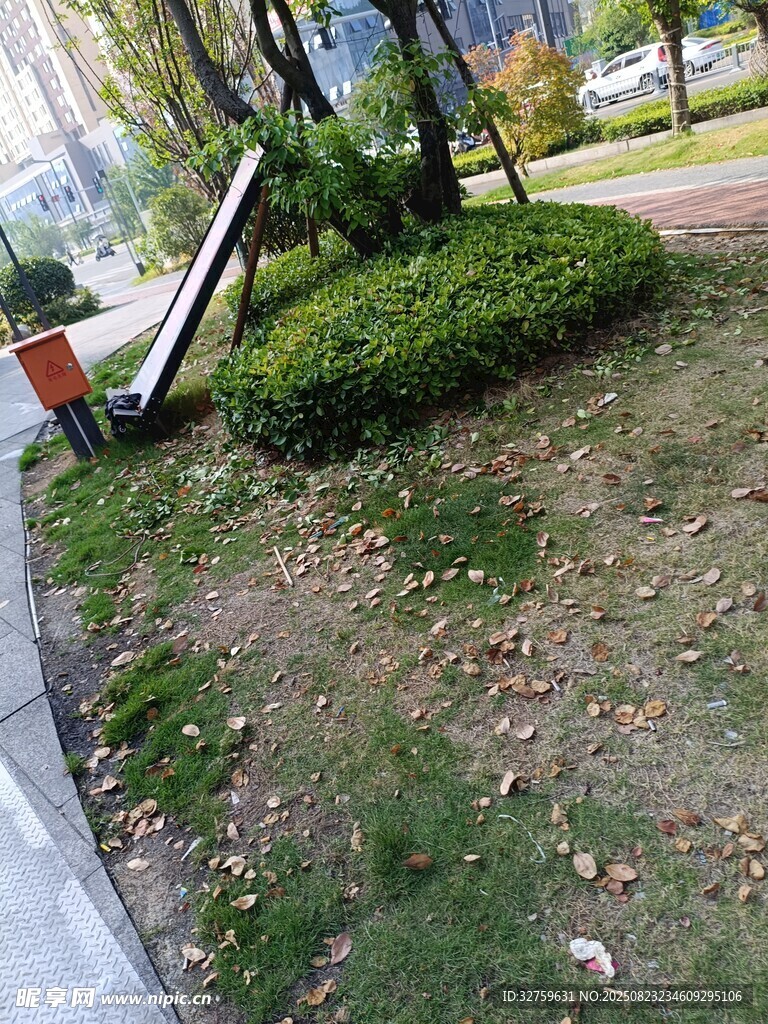 城市路边的绿植与落叶
