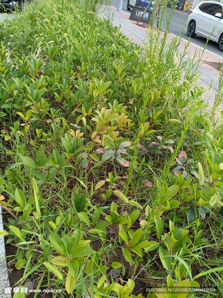 路边繁茂的绿色植物