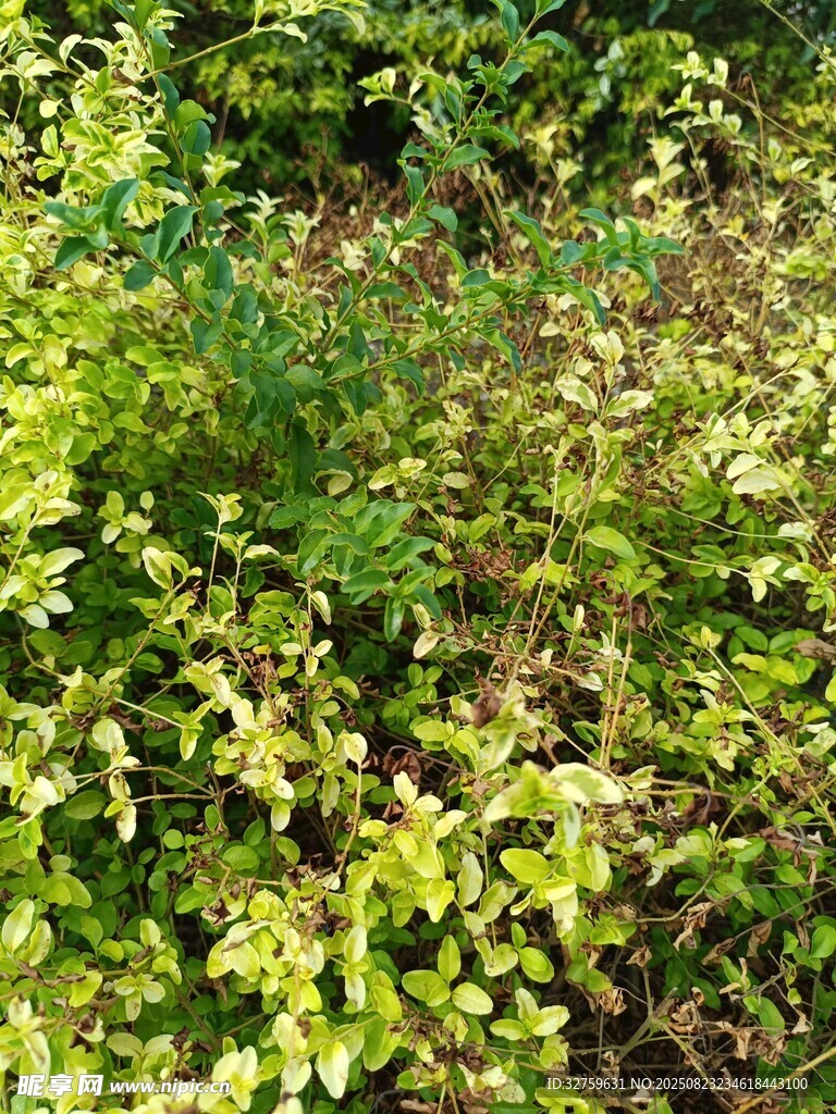 繁茂绿植景观