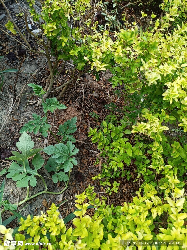 春日绿植景观