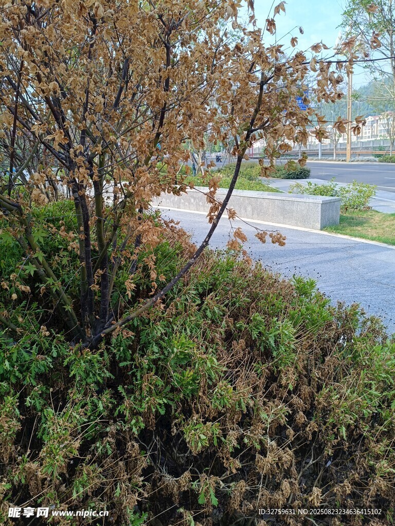 路边繁茂绿植与树木景观