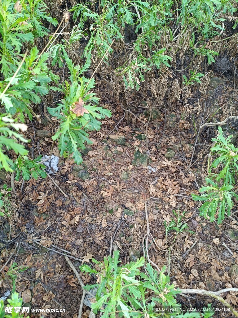 地面绿植景象