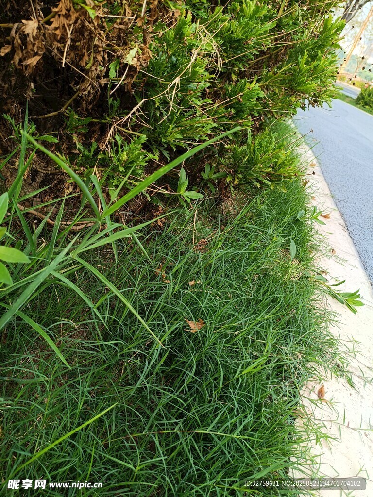 路边翠绿茂盛的野草