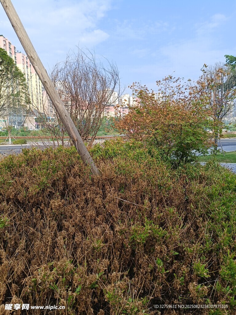 户外繁茂绿植景观