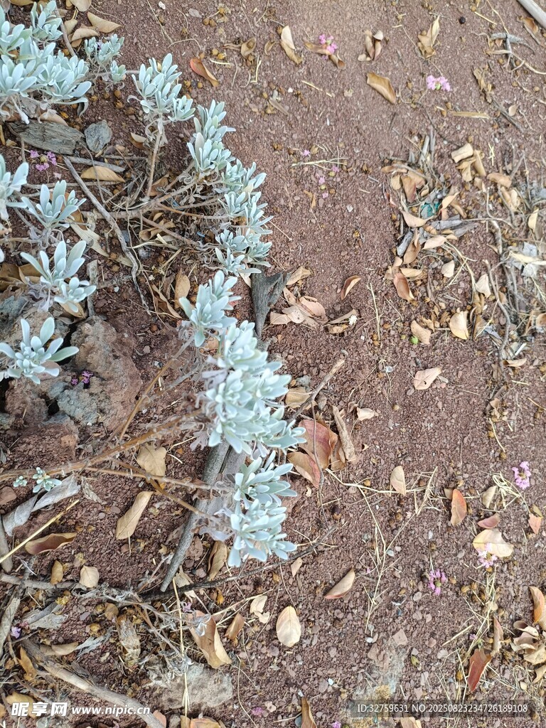 地面上的蓝灰色植物