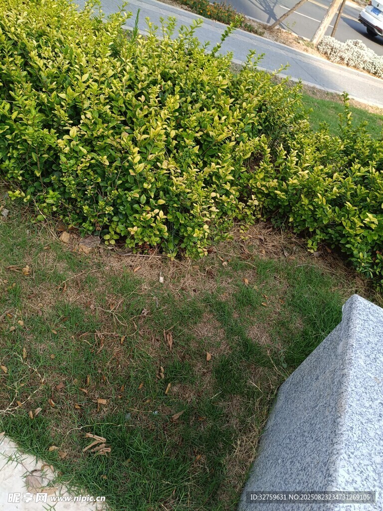 路边绿植景观