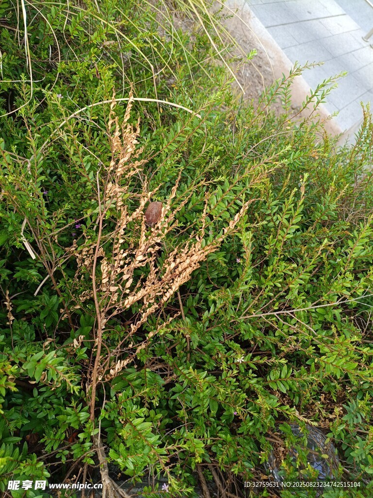 路边枯萎与茂盛的绿植