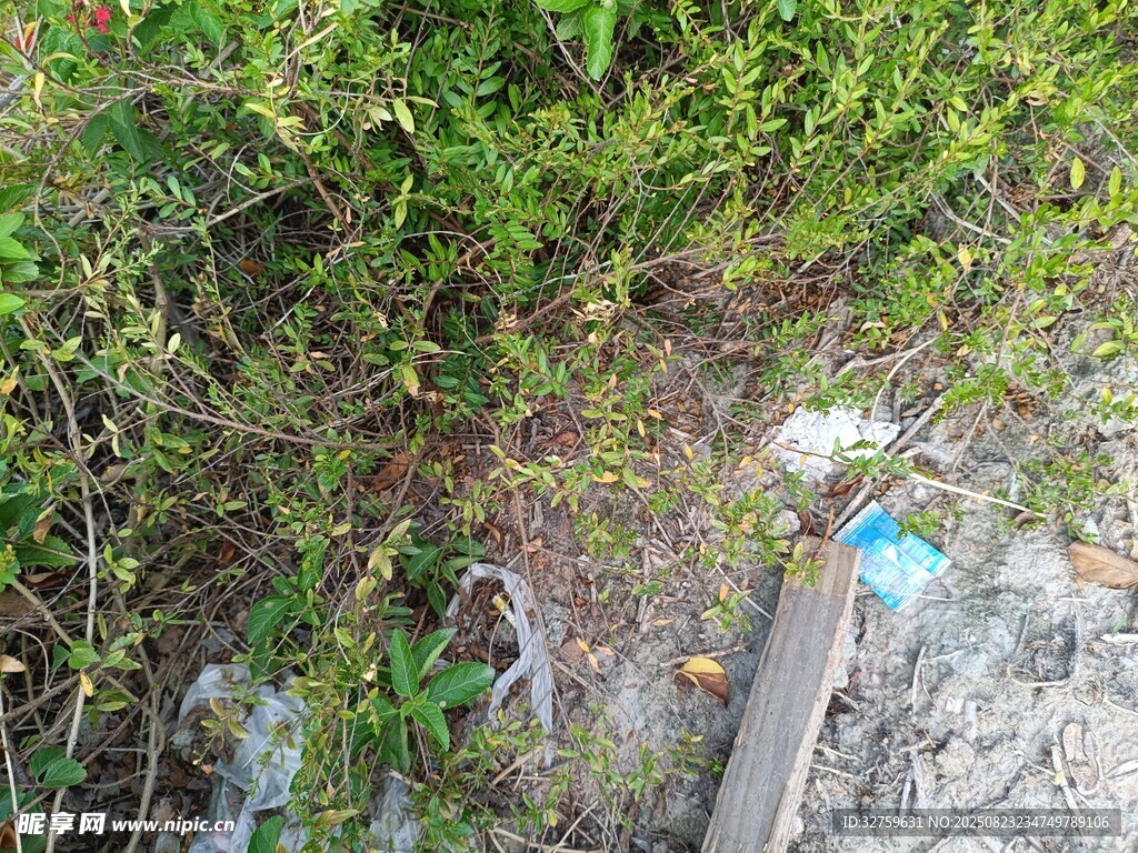 野外杂草丛中的蓝色物件