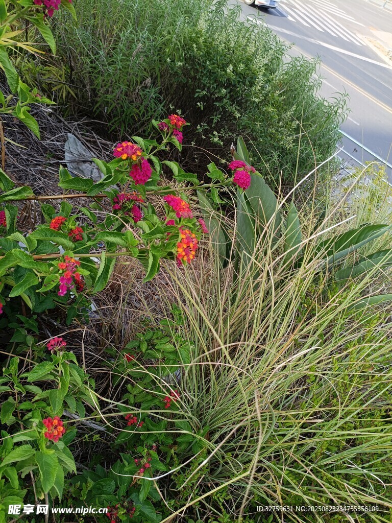 路边多彩花草景观