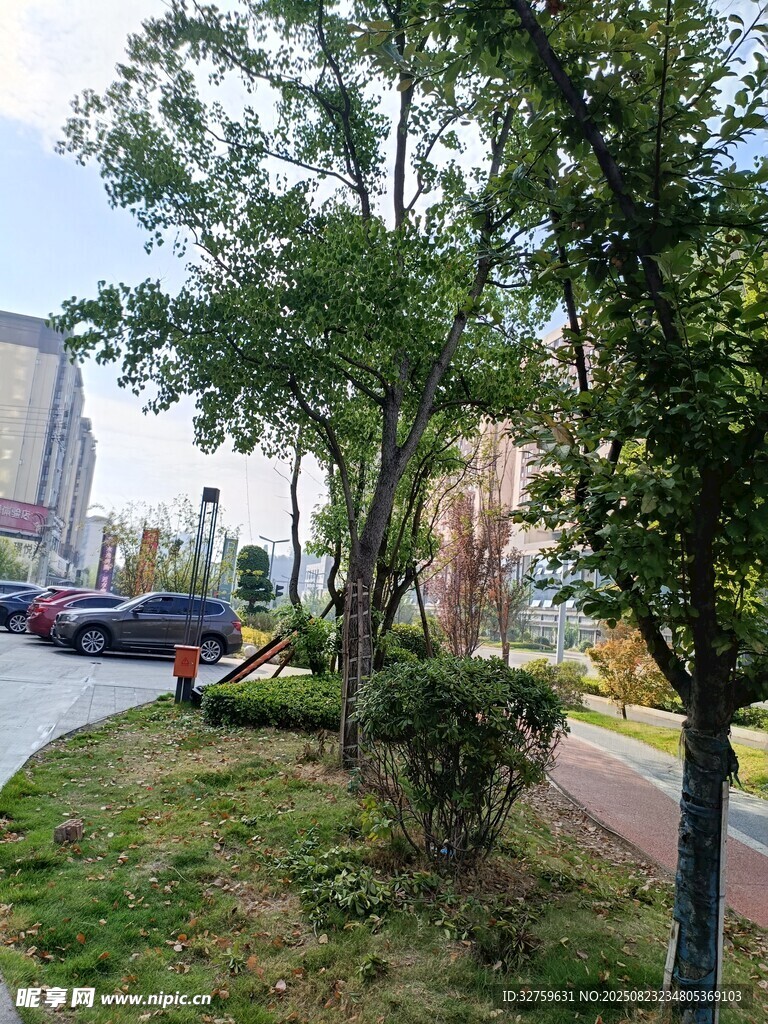 城市街边绿树景观