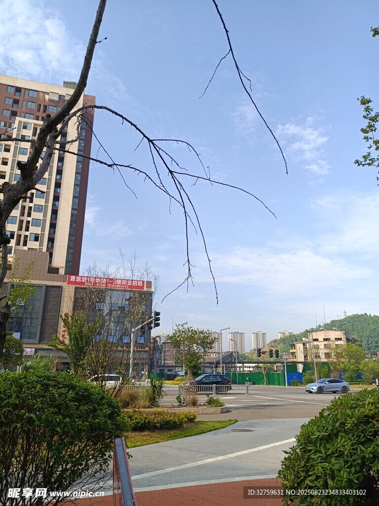 城市街道旁的绿植与建筑