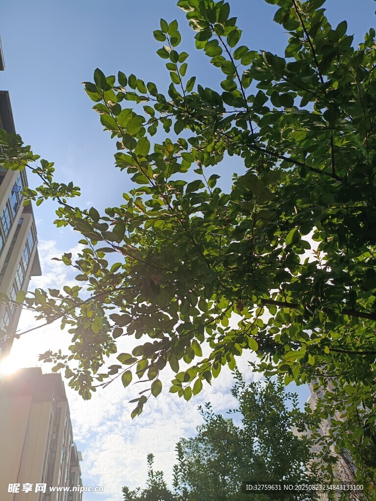 阳光下的绿树与建筑
