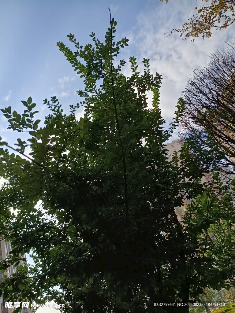 阳光下的葱郁绿树