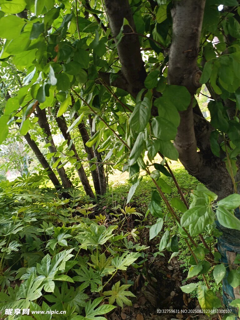 繁茂绿植景观