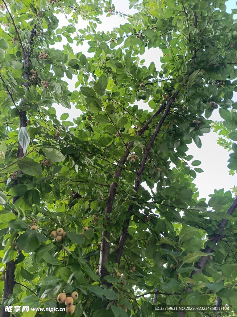 繁茂绿树展现自然生机