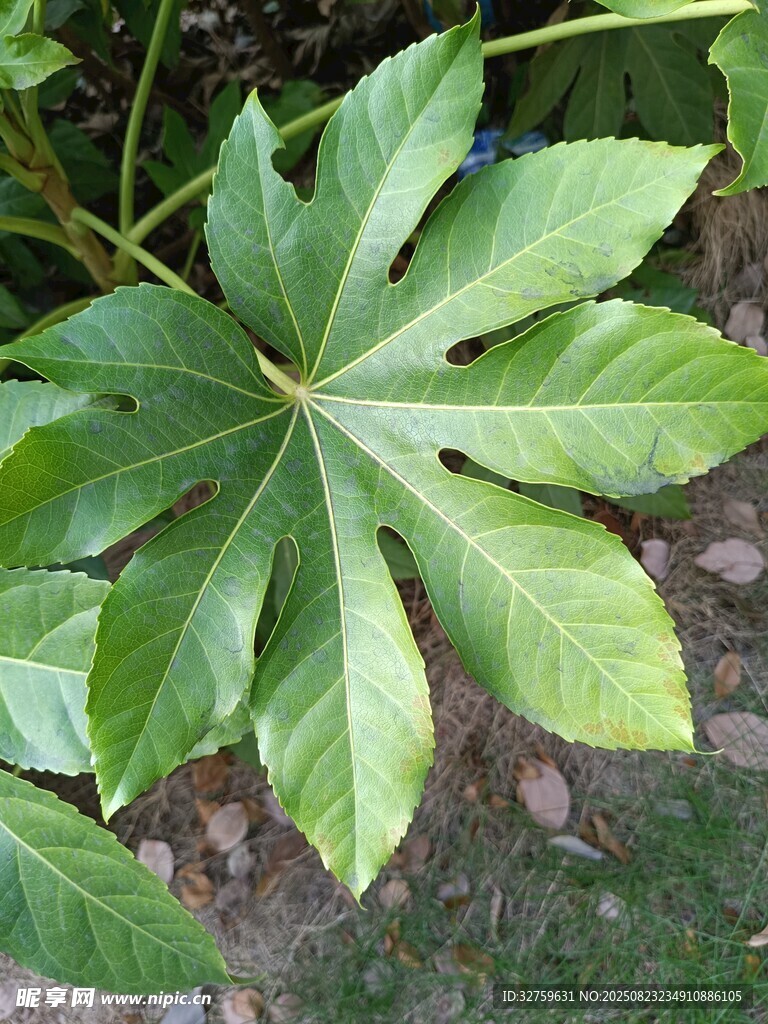 八角金盘绿叶特写