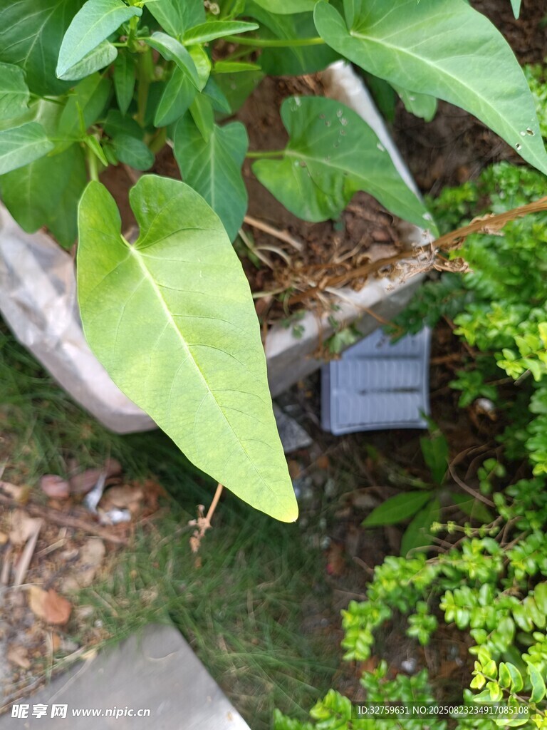 绿叶植物展现自然生机