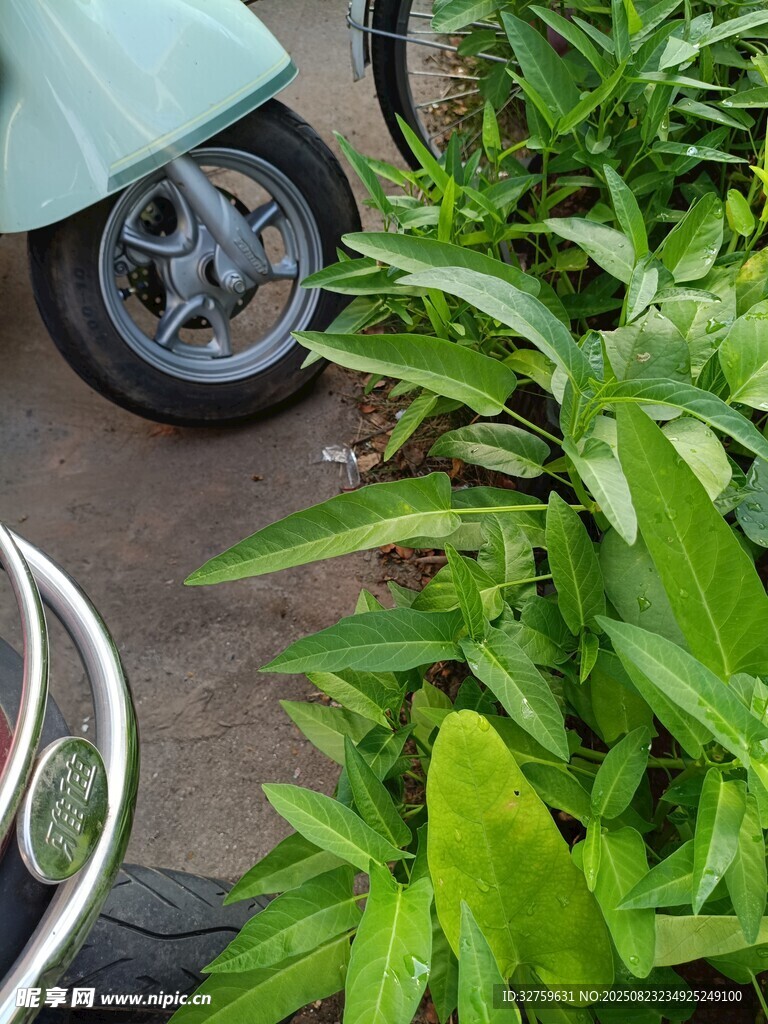 绿植旁的自行车局部