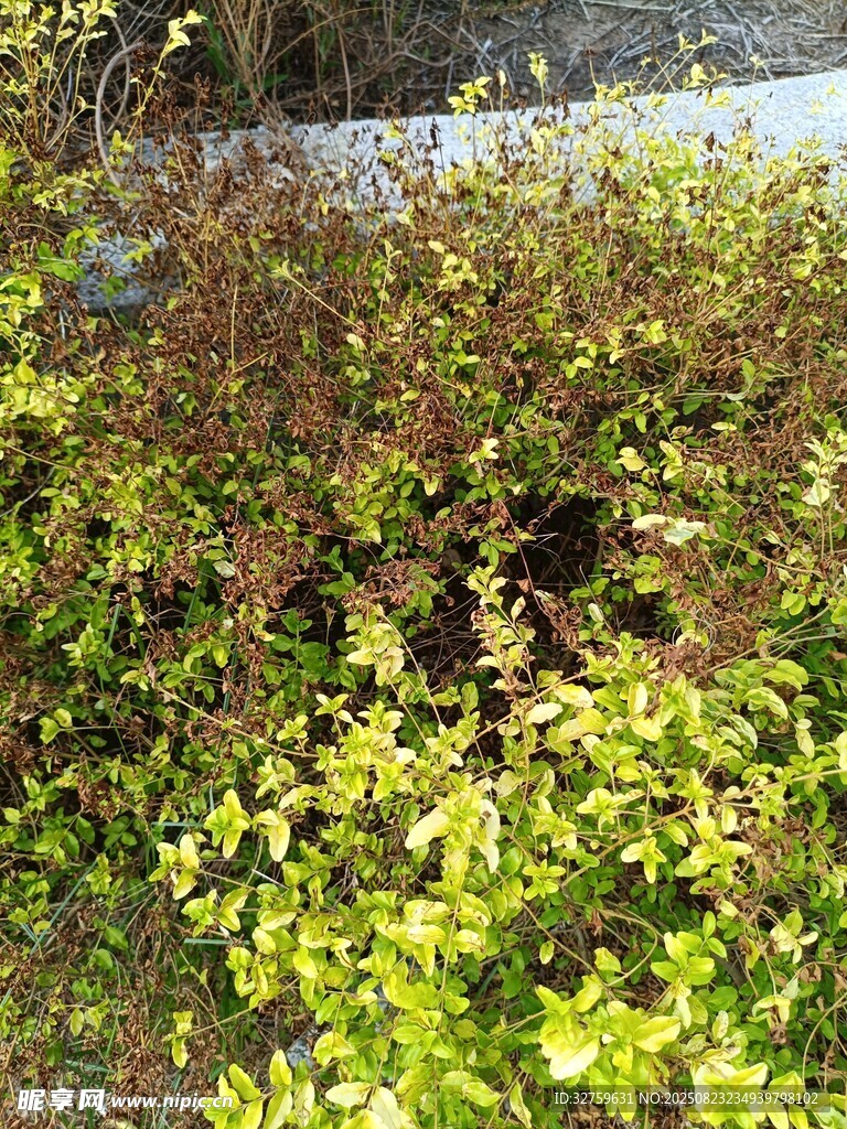 地面上的多彩植物群落