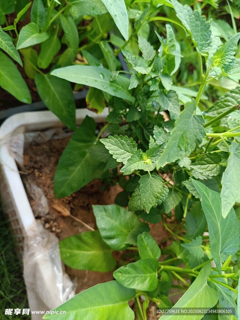 盆栽绿植生机盎然