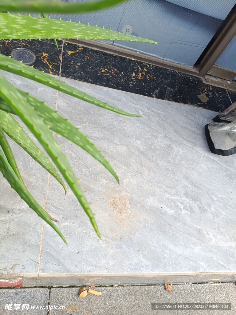 门前绿植与地面景象