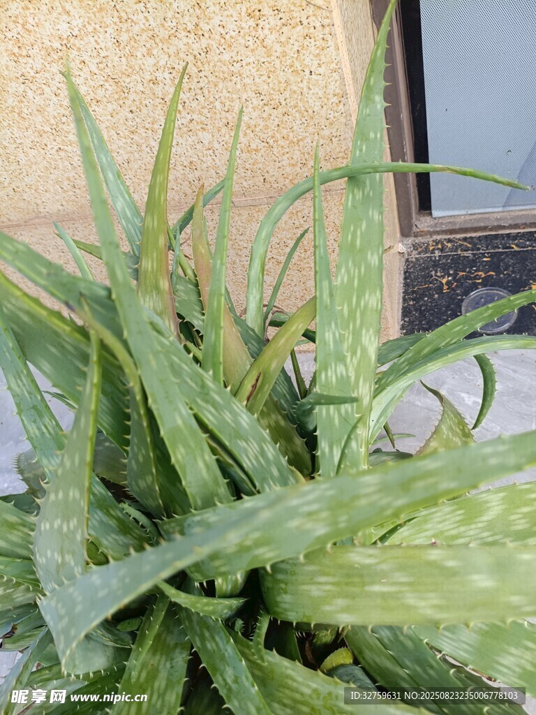 翠绿芦荟植物特写