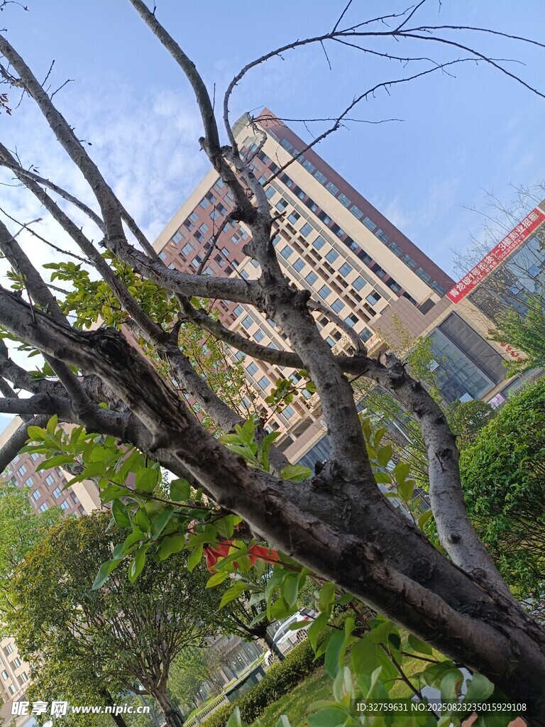 透过树枝看远处建筑物