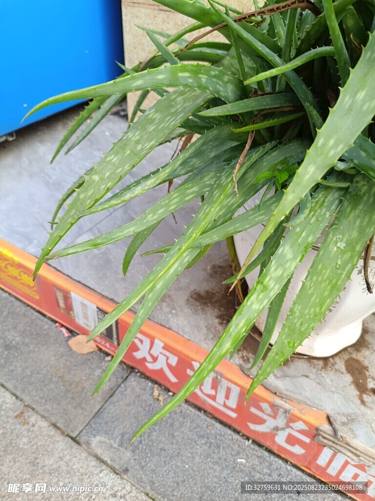 路边绿植旁的警示标识