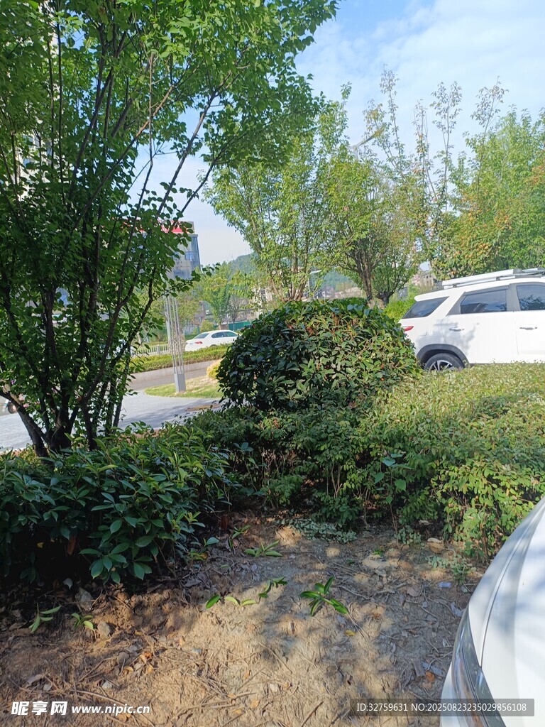 路边绿植景观
