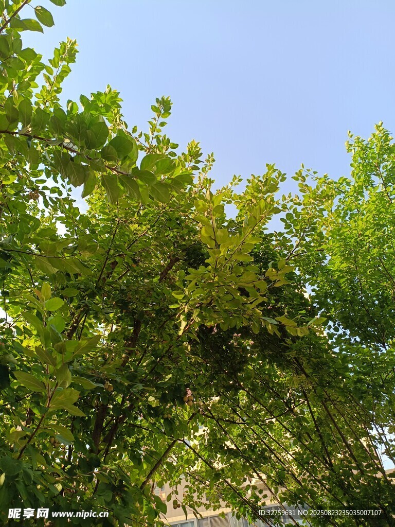 夏日绿树蓝天景致