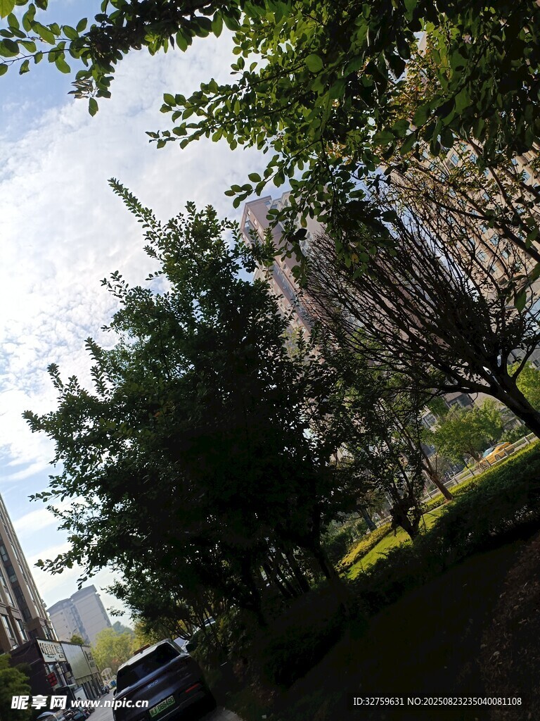 城市绿荫下的清新街景