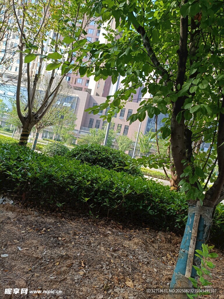 绿树环绕的静谧户外景致