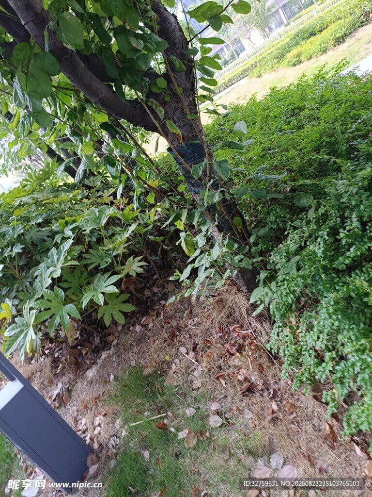 树下绿植景观