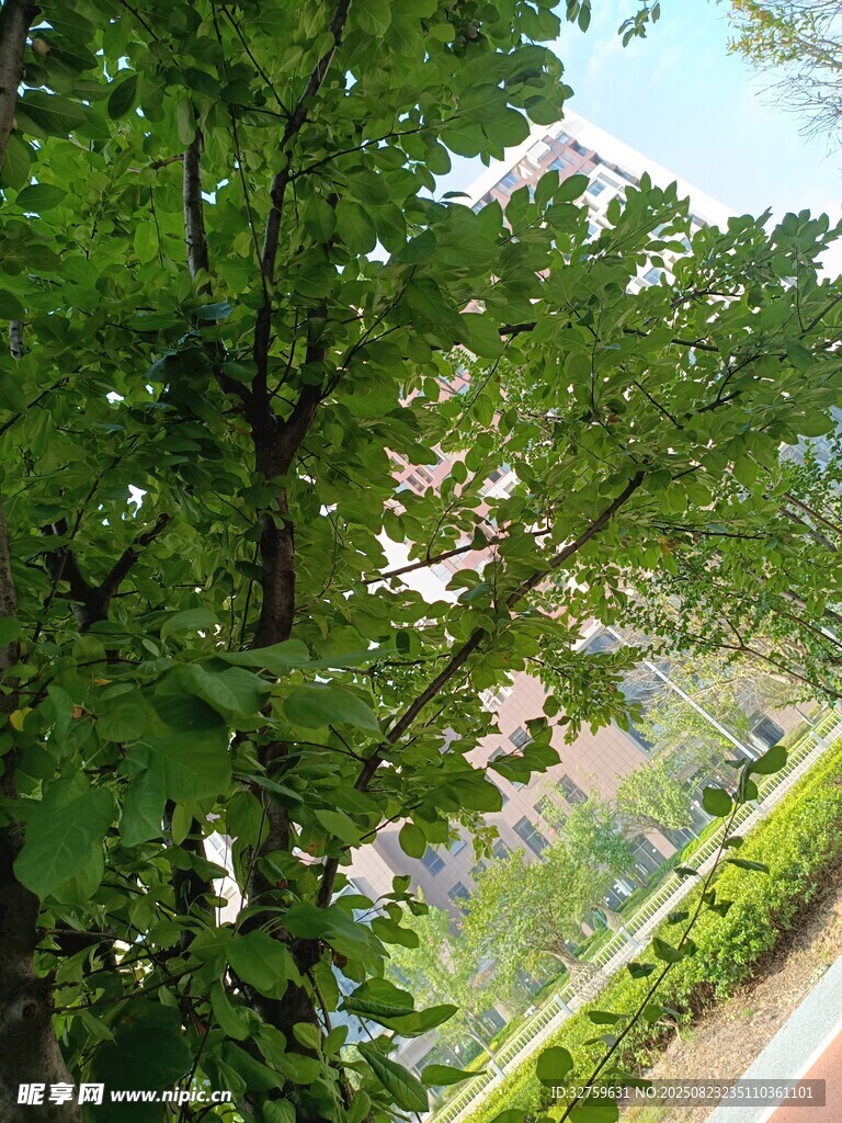 绿树环绕的宁静小路