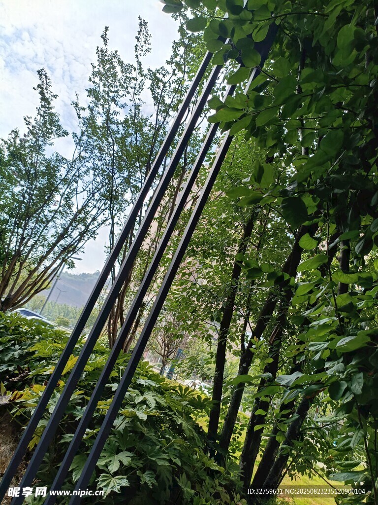 竹林绿意盎然的自然景致