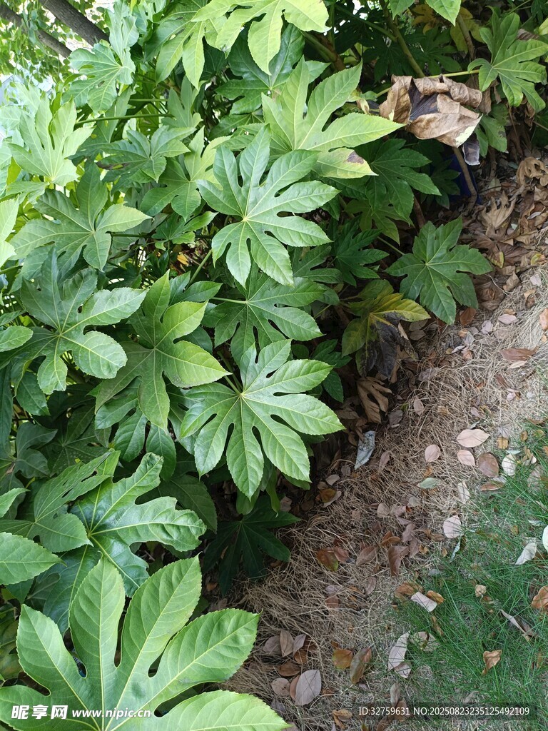 绿叶丛生的植物景观