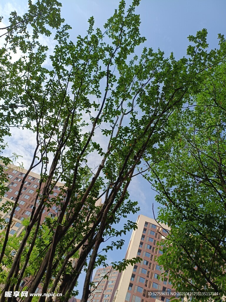 城市中挺拔的绿树
