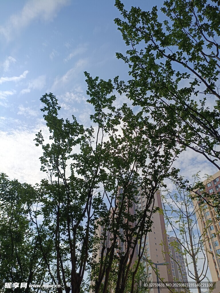 蓝天绿树间的城市景象