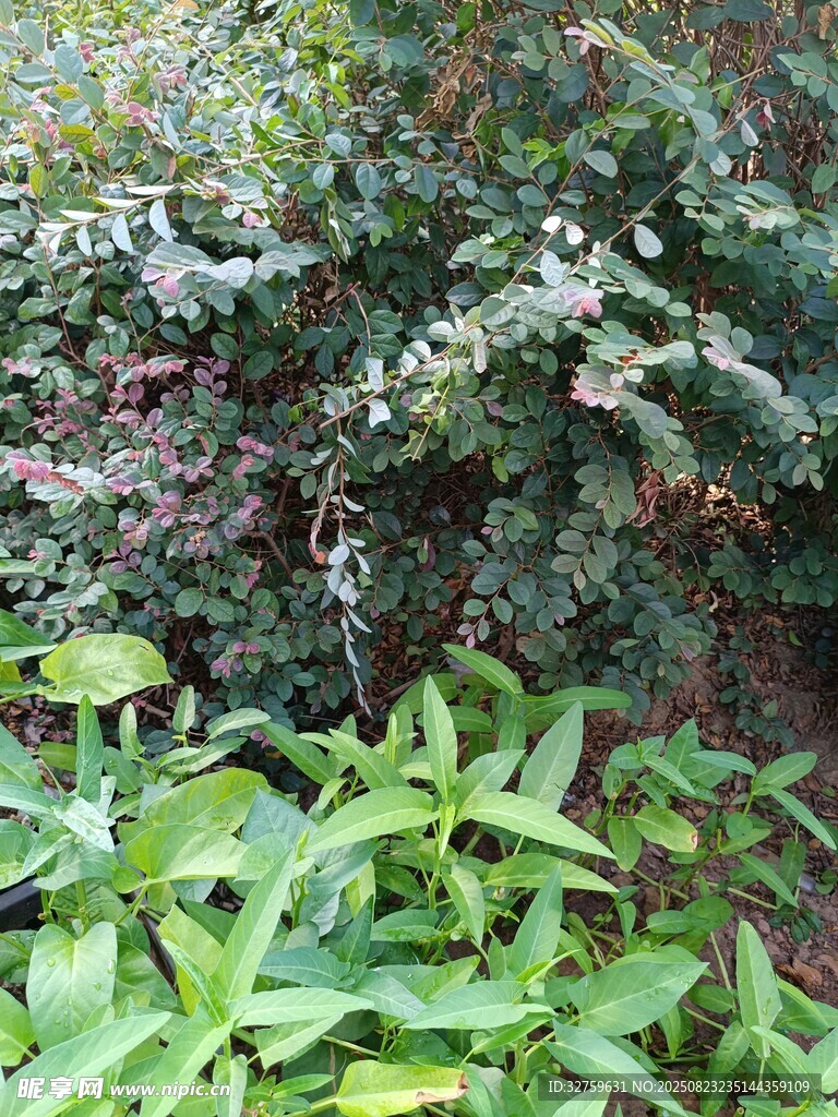 绿叶繁茂的植物景观