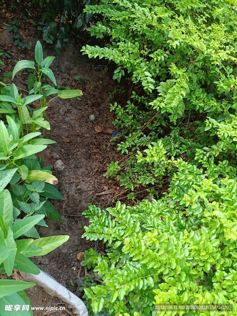 翠绿植物与泥土景观