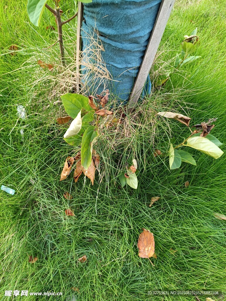 草地上的蓝色物体与落叶