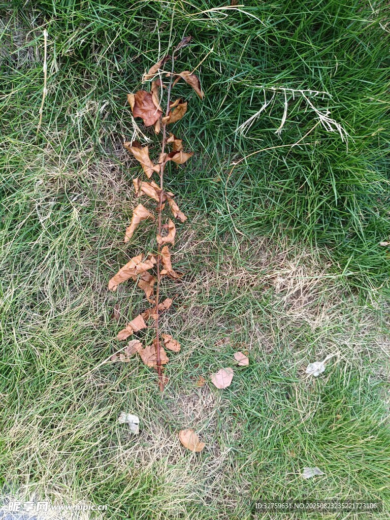 草地上的橙色植物残骸