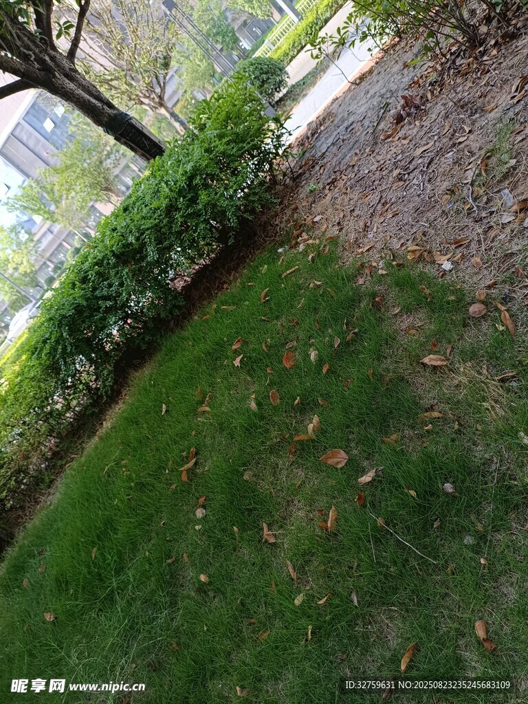 户外绿意盎然的草地景观