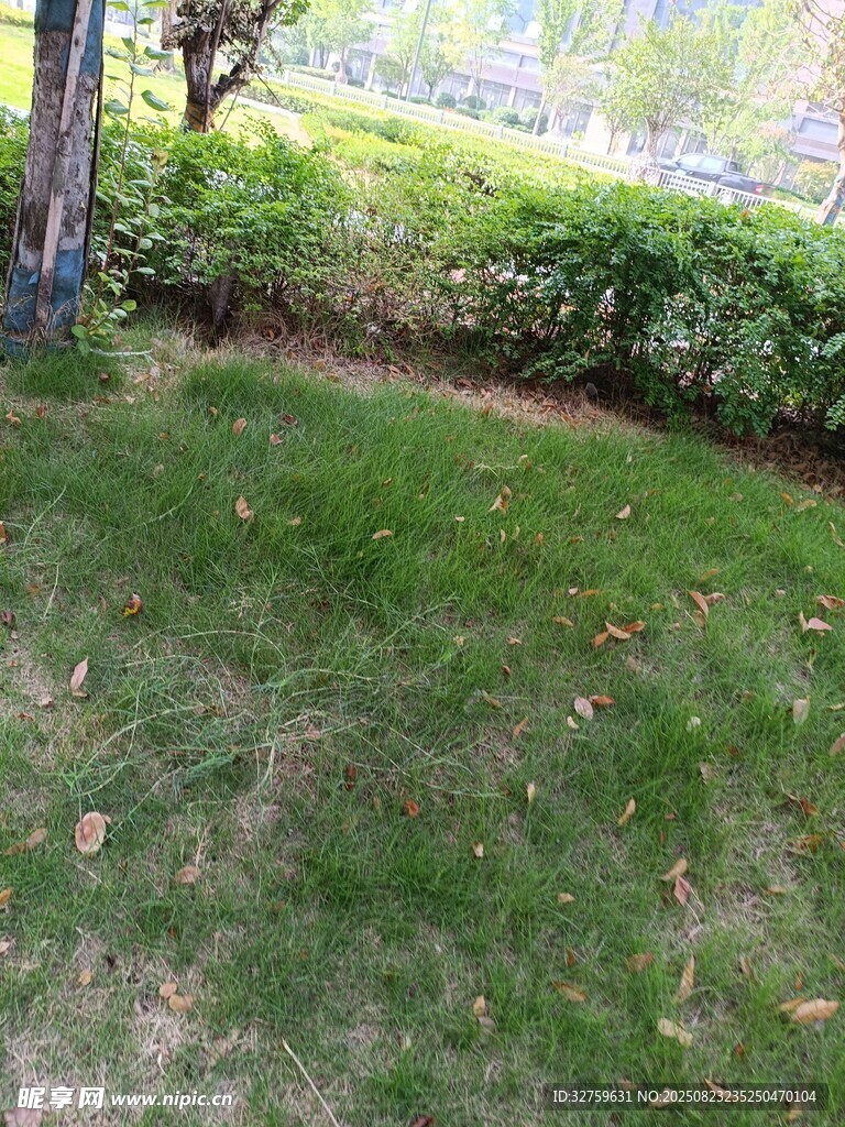 户外草坪与绿植景观