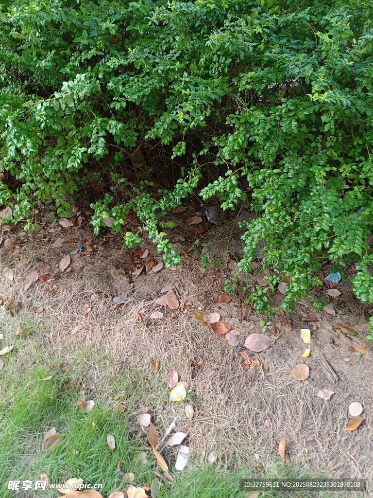 绿植下的地面与散落杂物