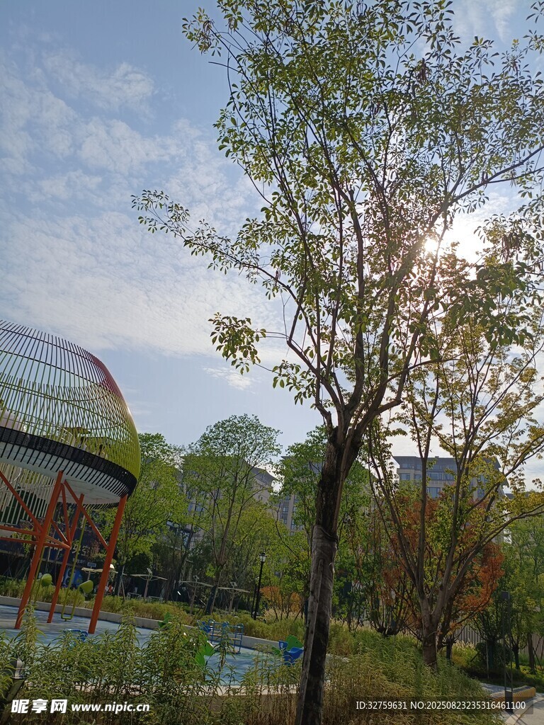 城市公园中的绿植与建筑景观