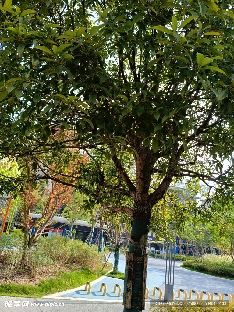 路边绿树 