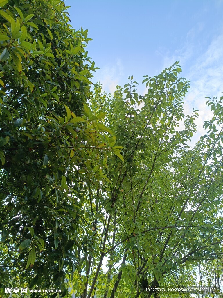 蓝天绿树自然清新景象